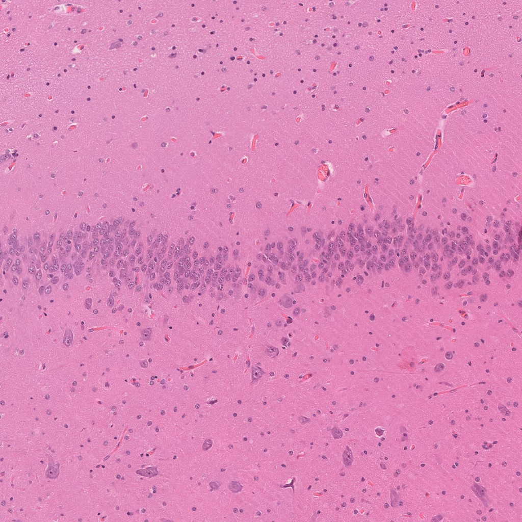 Sample Image 1